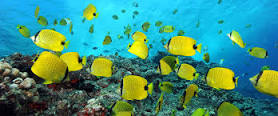 noaa-marine-nat-monument-yellow-fish